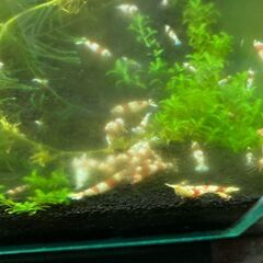 レッドビーシュリンプの画像