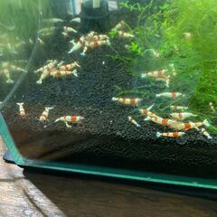 レッドビーシュリンプの画像