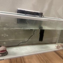 ウーパールーパー の画像