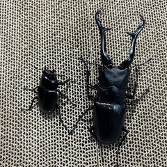 ギラファノコギリクワガタ【♂109㍉✖️︎︎ ♀46㍉
】ペア　ケイスケの画像