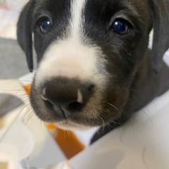 コゲちゃんの里親募集