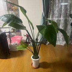 観葉植物の画像