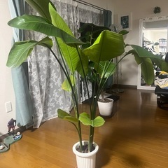 観葉植物の画像