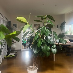 写真追加しました、
値下げしました！！観葉植物の画像