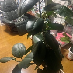 写真追加しました、
値下げしました！！観葉植物の画像