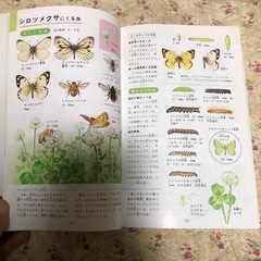 野山の昆虫　中山周平　小学館の画像