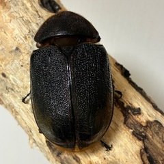 【希少産地】ペルー産ヘラクレス・エクアトリアヌス成虫♂1♀2の画像