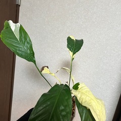 観葉植物　スパティフィラム　ピカソの画像