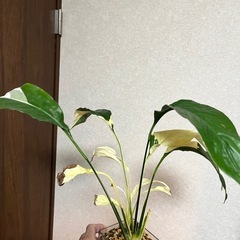 観葉植物　スパティフィラム　ピカソの画像