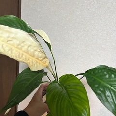 観葉植物　スパティフィラム　ピカソの画像