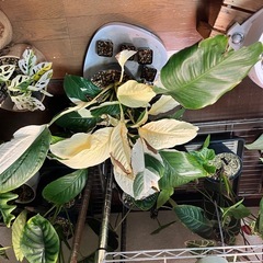 観葉植物　スパティフィラム　ピカソの画像