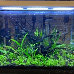 【すぐ使える】60cm水槽セット　の画像