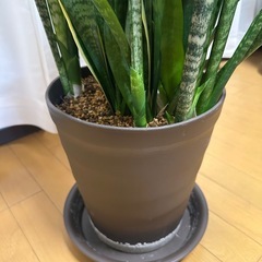 観葉植物 
サンセベリアの画像