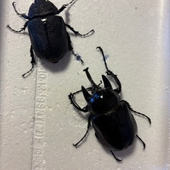 即ブリレックスゾウカブトペアの画像