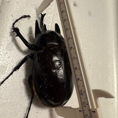 即ブリレックスゾウカブトペアの画像