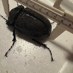即ブリレックスゾウカブトペアの画像