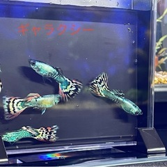 国産グッピー 　　の画像