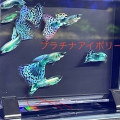 国産グッピー 　　の画像