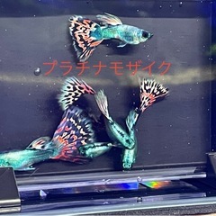 国産グッピー 　　の画像