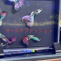 国産グッピー 　　の画像