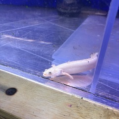 ④プラチナエンドリケリー引き取り限定の画像