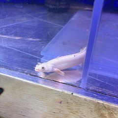 ④プラチナエンドリケリー引き取り限定の画像