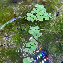 黒いめだか🐠の画像