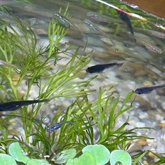 黒いめだか🐠の画像