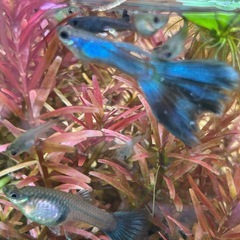 シンガーブルーブルーテールグッピー🐠の画像