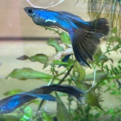シンガーブルーブルーテールグッピー🐠の画像