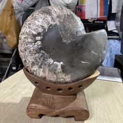 詳細不明 アンモナイト 化石 幅約21cm 置物 自然 コレクション インテリアの画像