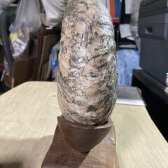 詳細不明 アンモナイト 化石 幅約21cm 置物 自然 コレクション インテリアの画像