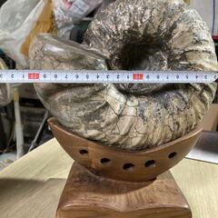 詳細不明 アンモナイト 化石 幅約21cm 置物 自然 コレクション インテリアの画像