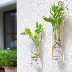 ガラス　シリンダー　花瓶　水さし　水耕栽培　植物の画像