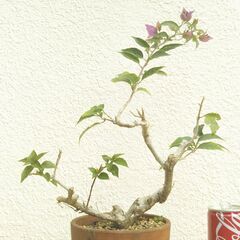 盆栽素材ブーゲンビリアー１の画像