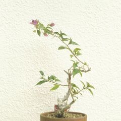 盆栽素材ブーゲンビリアー１の画像