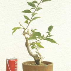 盆栽素材ブーゲンビリアー１の画像