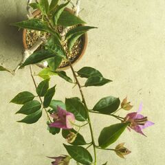 盆栽素材ブーゲンビリアー１の画像