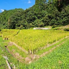 新米　R7年産　もち米　籾5キロの画像