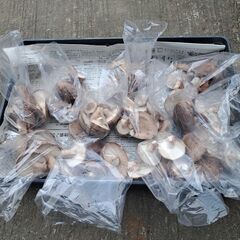 とれたて野菜　椎茸、柚子、大根、キャベツの画像