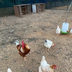 有精卵＆孵卵器(レンタル)セットの画像