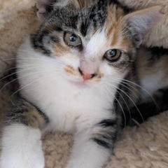 ⭐️１２月２０日(土)🎄🐈すみれペットクリニック様にて保護猫🐾譲...