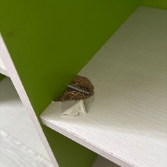 カラーボックス4点セットの画像