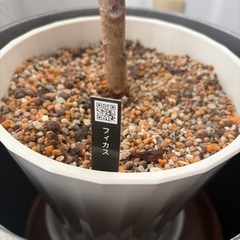 観葉植物の画像