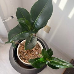 観葉植物の画像