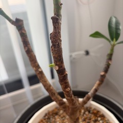 観葉植物の画像