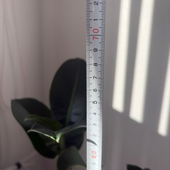 観葉植物の画像