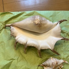 貝の置物の画像