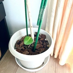 観葉植物 フィカスベンガレンシスの画像