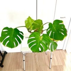 モンステラの画像